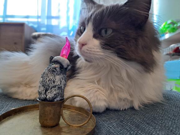 きゃねこ・3/25-31阪神梅田本店2Fクリエイターズビレッジ (@kyanecoxx