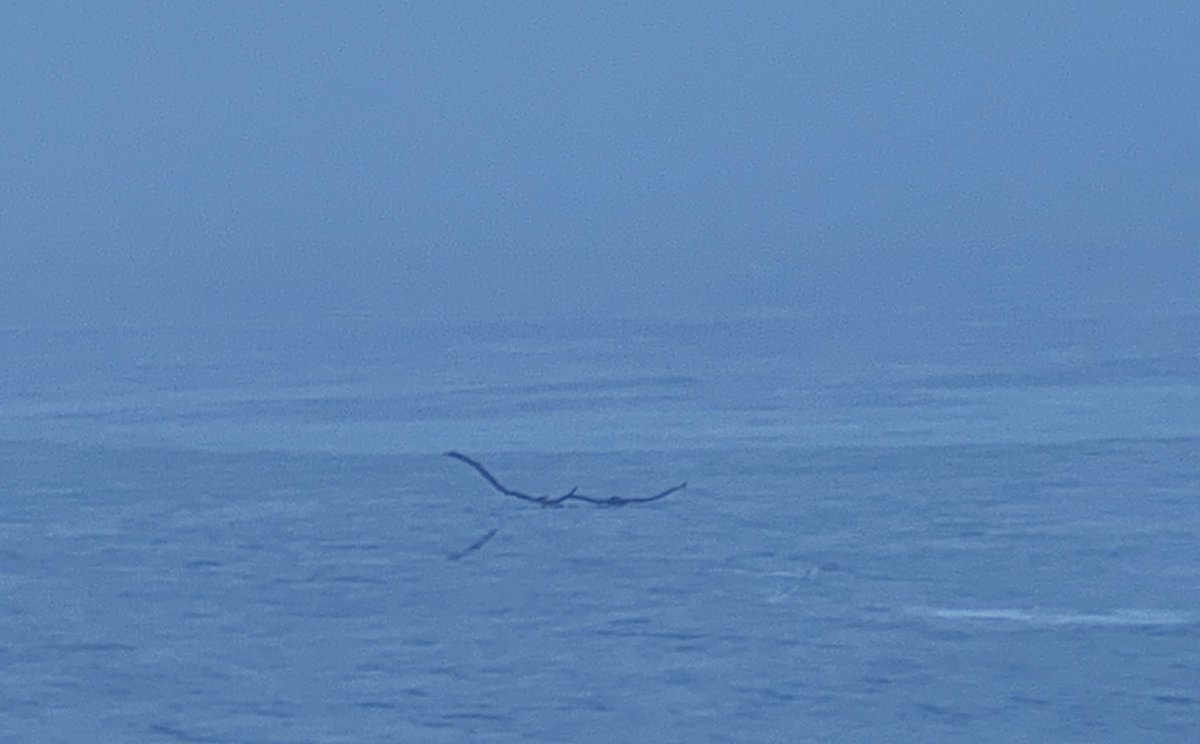 Yet another foggy day on the Island - which means I don’t have to see that 3/4 of the North Bay ice has floated away. #PeleeIsland