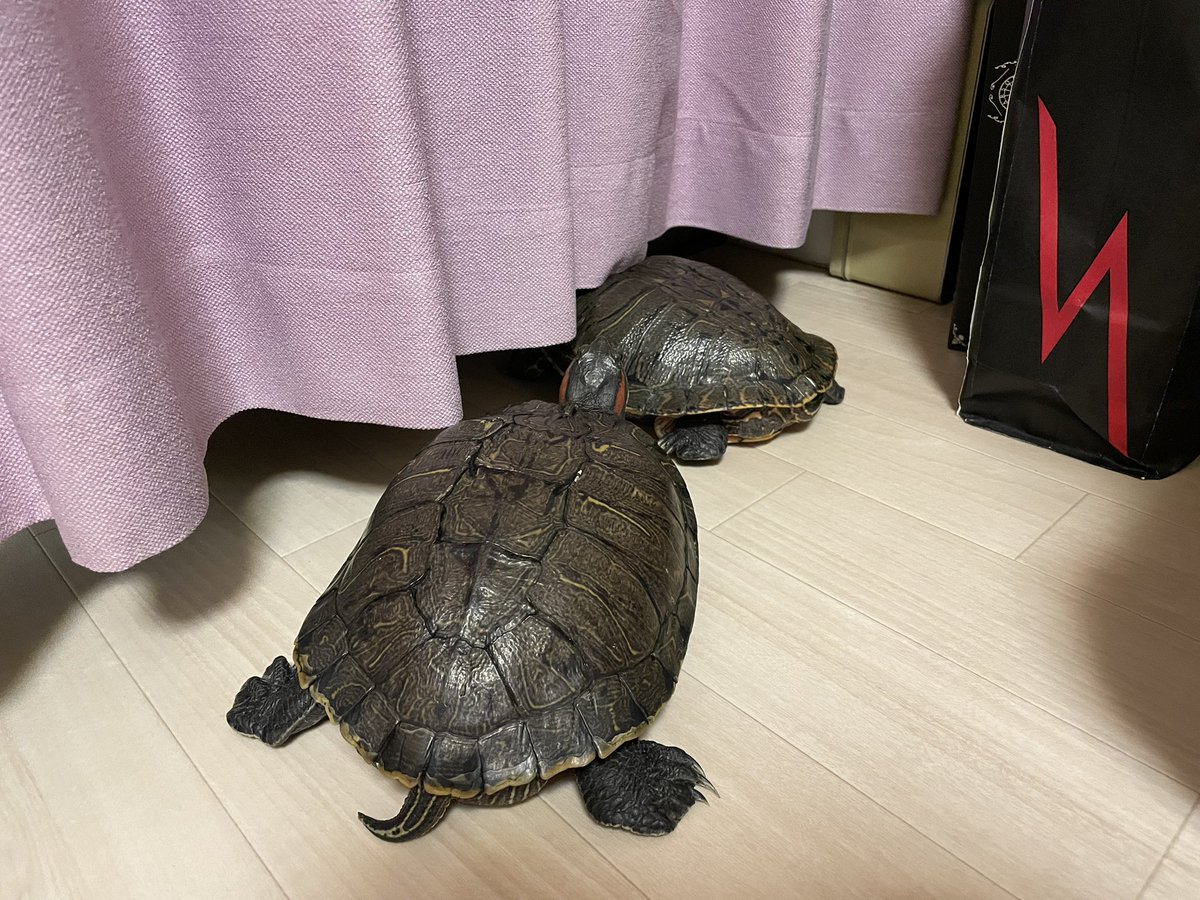ただいま〜😊🐢🐢🐢🎶 朝のちびちゃん→今のちびちゃん