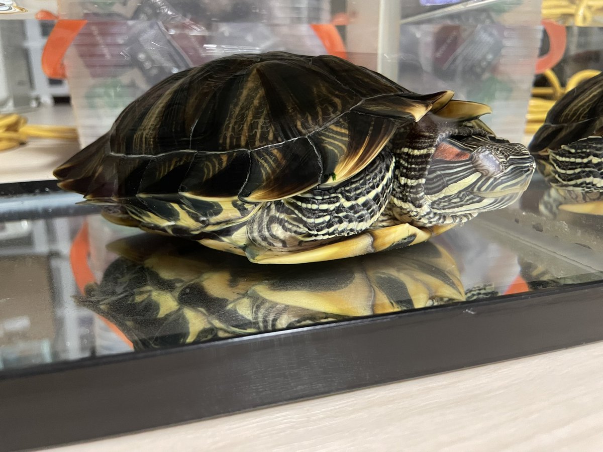ただいま〜😊🐢🐢🐢🎶 朝のちびちゃん→今のちびちゃん