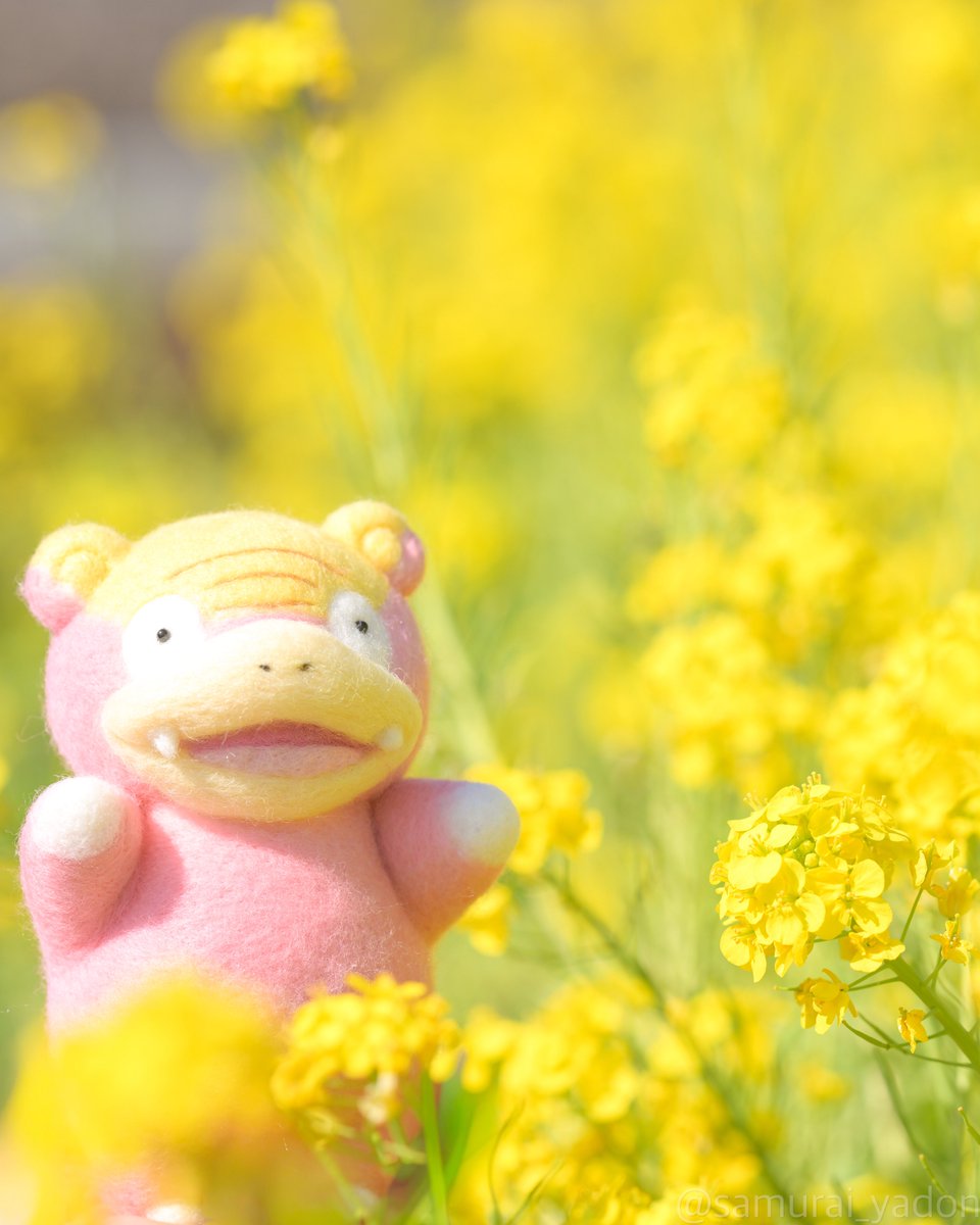 samuraiyadon's tweet photo. 春が最高にかわいい
ヤドンとガラルヤドンや��ん！ https://t.co/W3mkMs0iTk