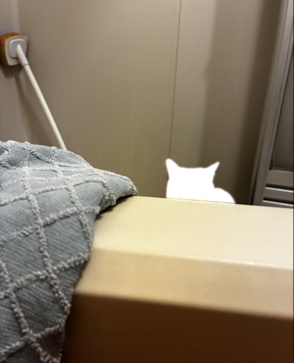 moribon2019's tweet photo. 消しゴム機能で消える瞬間の猫 https://t.co/MPSKGj1Y9i