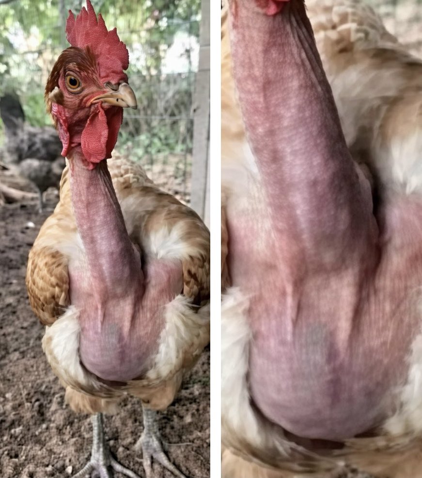 Esteban Navarro Soriano tweet media