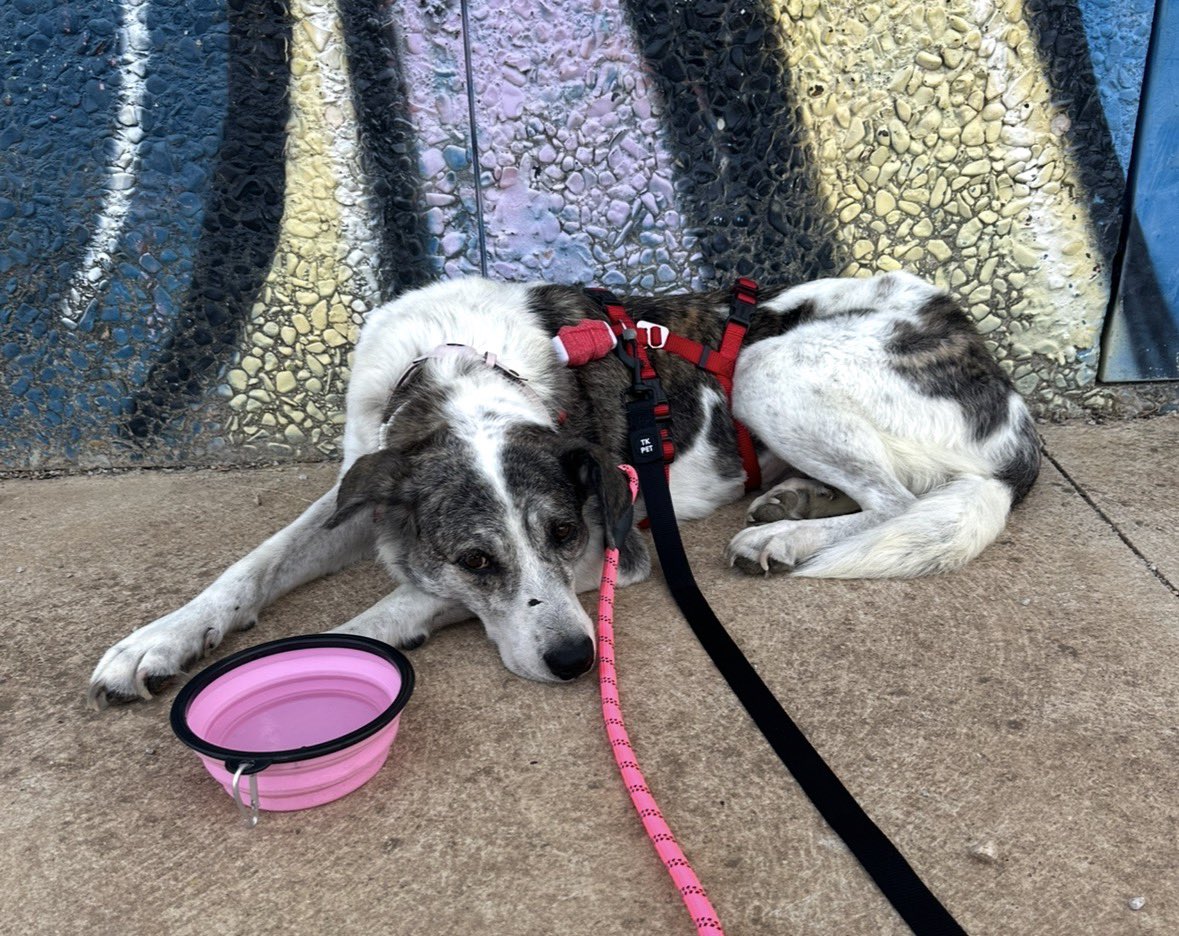 𝔇𝔯𝔢𝔞 ⎊ tweet media