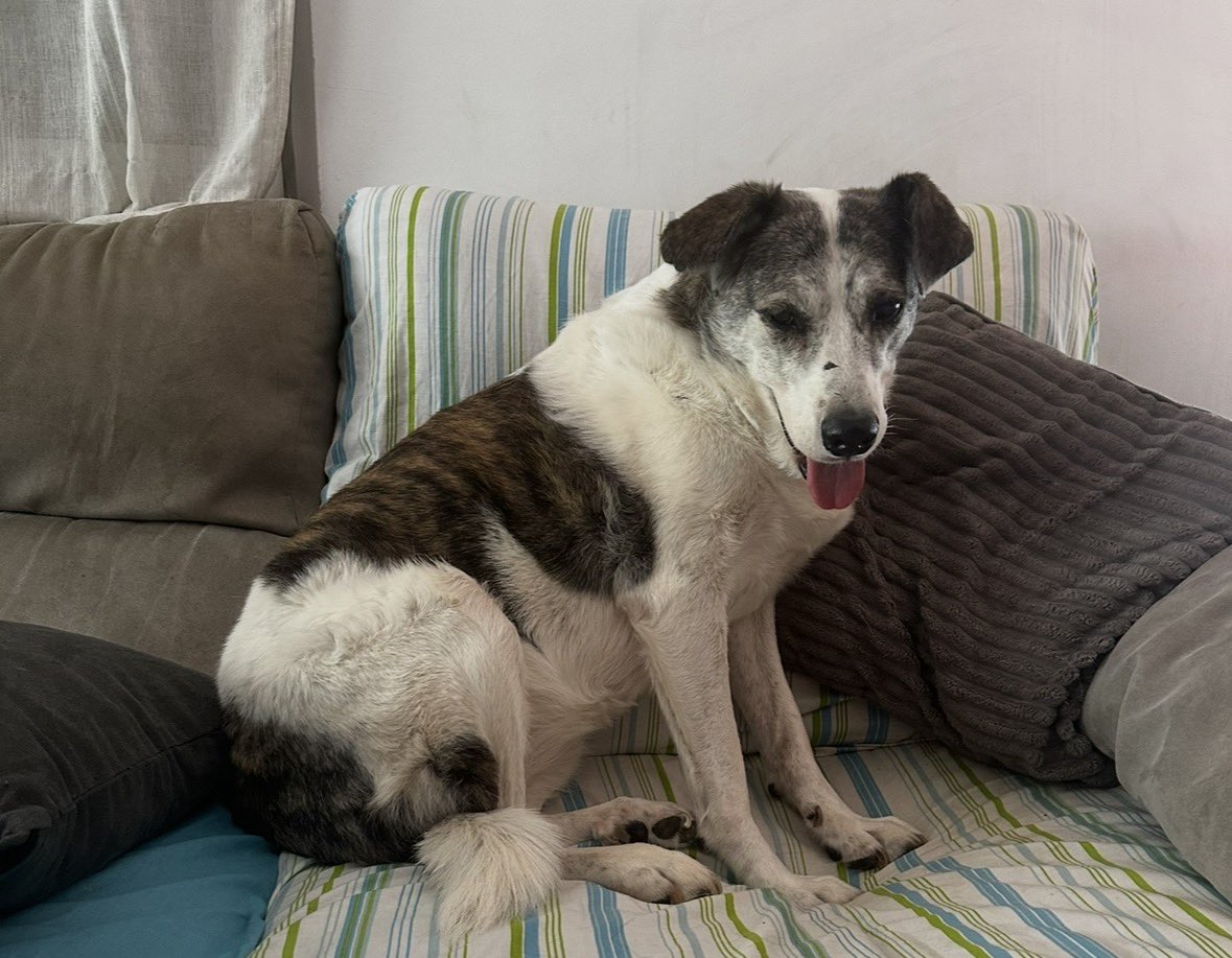 𝔇𝔯𝔢𝔞 ⎊ tweet media