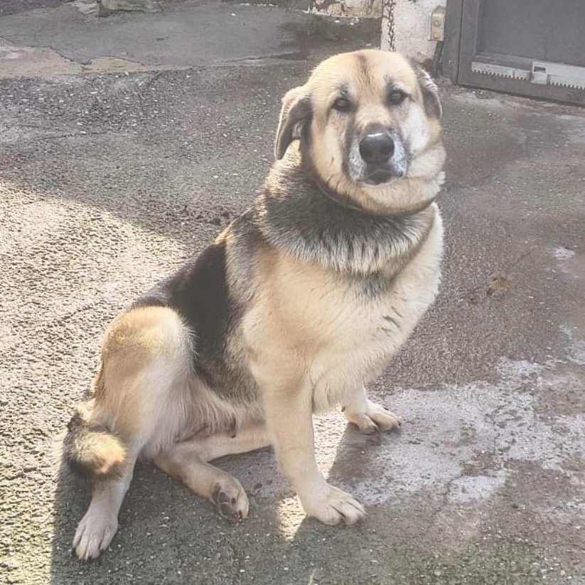 SOS Abuelos tweet media