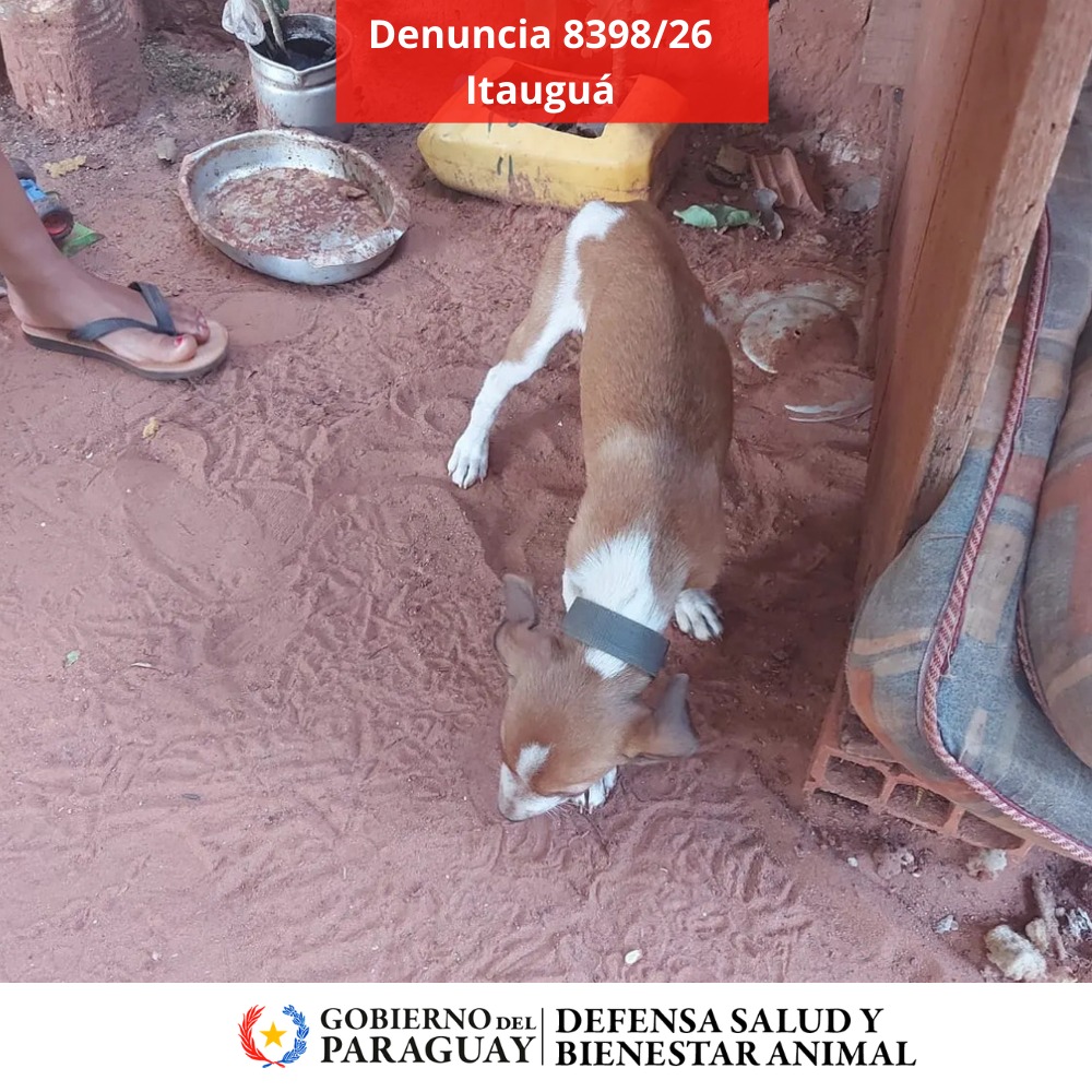 Dirección Nacional de Defensa Animal tweet media