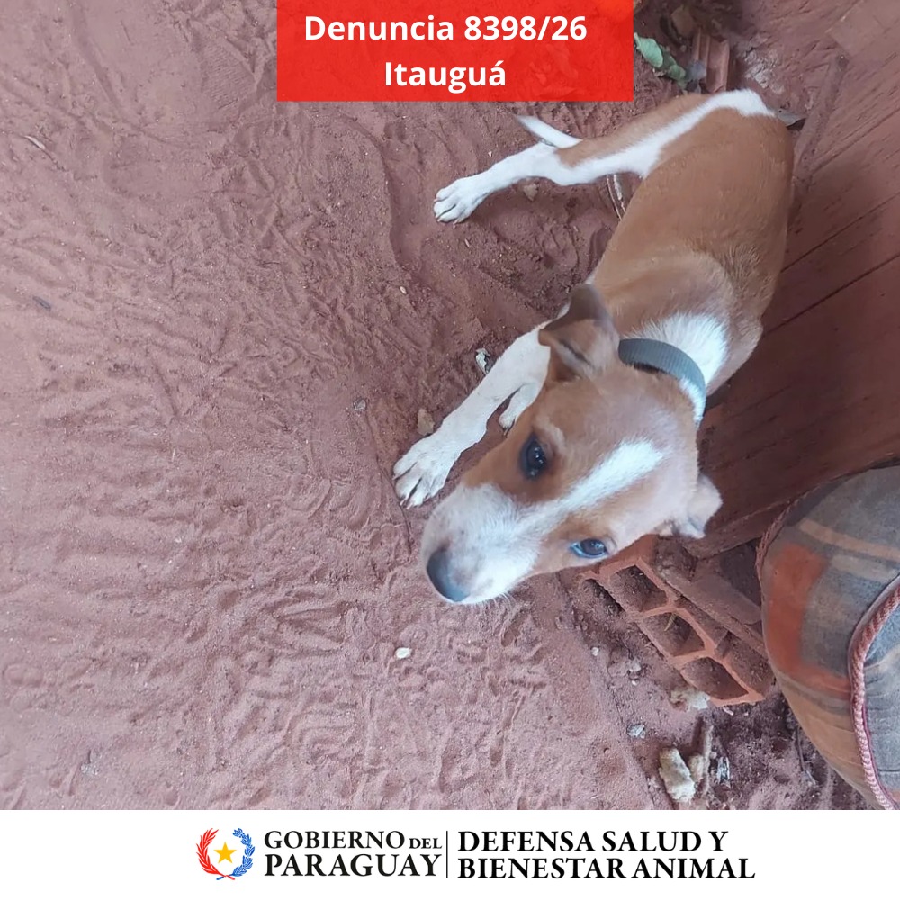 Dirección Nacional de Defensa Animal tweet media