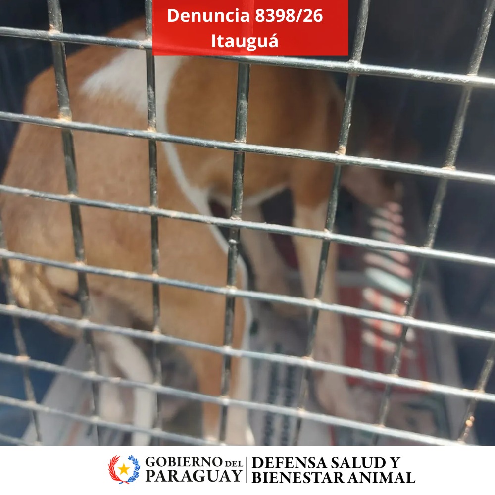 Dirección Nacional de Defensa Animal tweet media