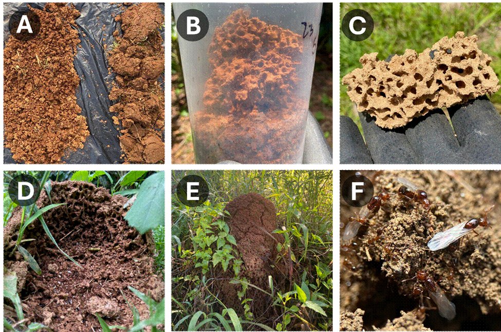 MyrmecolNews's tweet image. 🆕 Interview: Highlighting the big impacts of tiny engineers
#soil #microbes #landscape

blog.myrmecologicalnews.org/2026/03/04/hig…