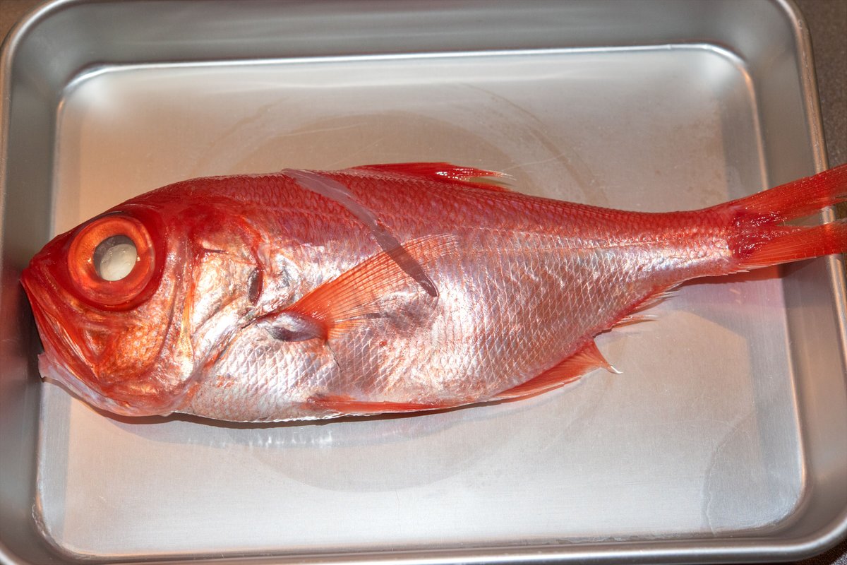 昨日のキンメダイ
とてもおいしかった

あとは……崩れない盛り付け方だな! 