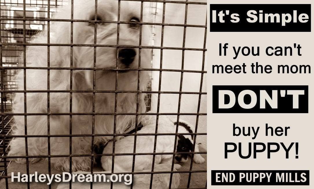 Harley's Dream tweet media
