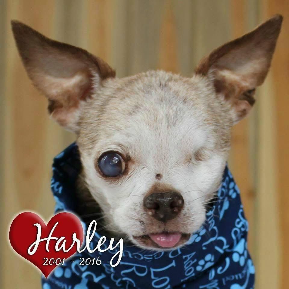 Harley's Dream tweet media