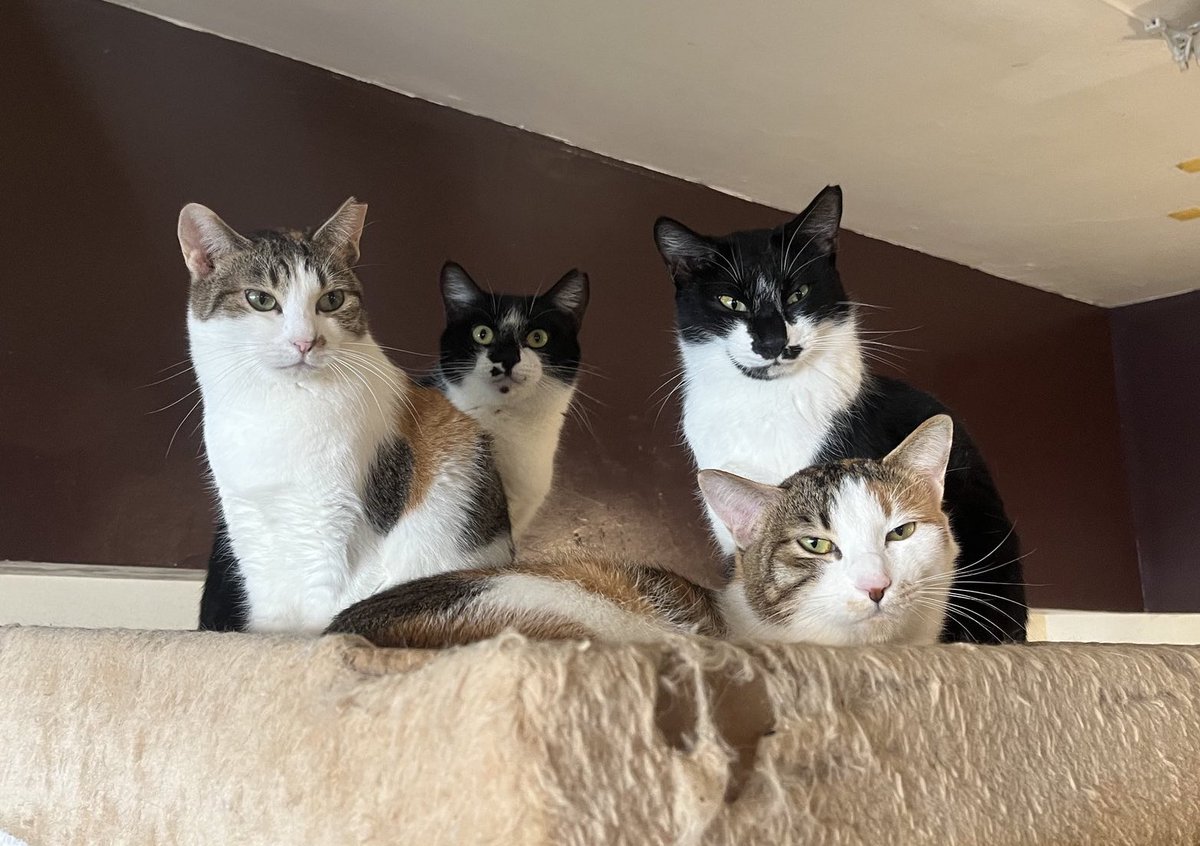 明日はどんな猫さんに出会えるかな。』 ミーシスさんのInstagramなどの