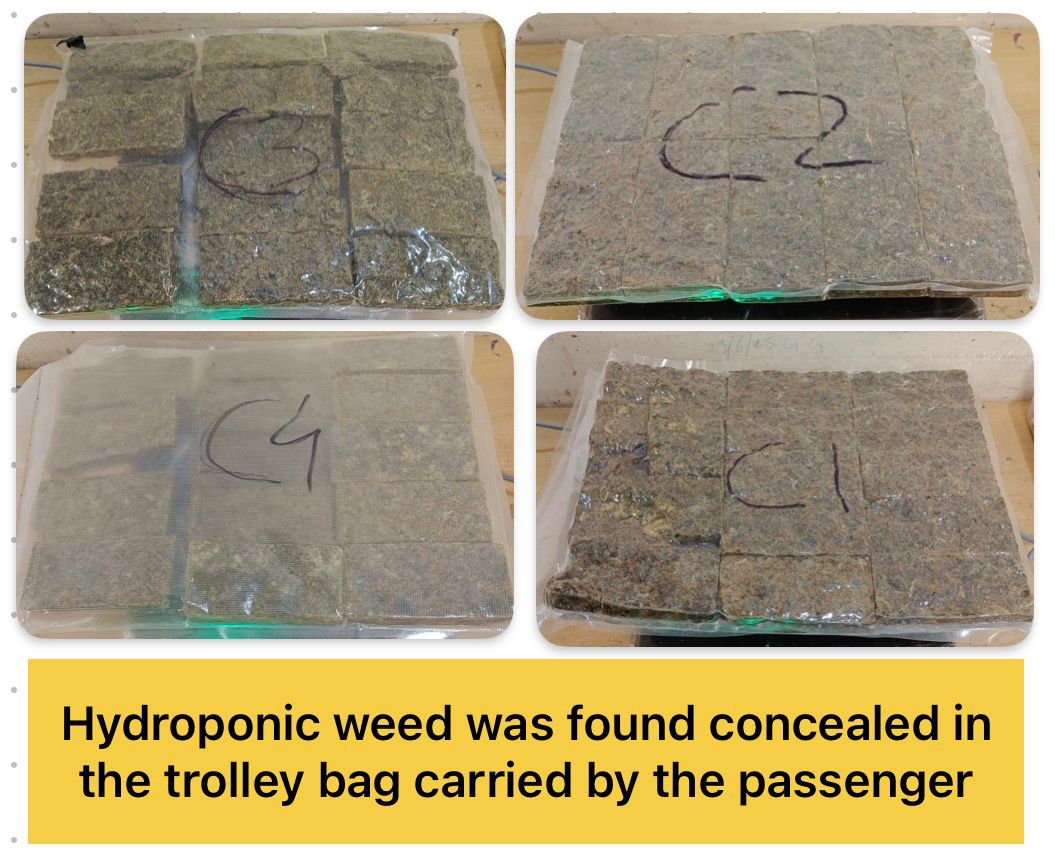 mumbaicus3's tweet photo. During the period from 24.02.2026 to 02.03.2026, officers of the Airport Commissionerate, Mumbai Customs Zone–III effected significant seizures. A total of 455 carats of natural and lab-grown diamonds valued at Rs.94,97,300/-, foreign and Indian currency equivalent to Rs.32,85,668/-, 21 Kt Gold Broken Jewellery having net weight 160.790 grams valued at Rs.21,51,473/- and 1203.69 carats of Cut & Polished Natural Emeralds, Rubies, Blue Sapphires, Amethyst, Prasiolite and Multi valued at Rs.15,16,127/-, 44.292 kgs of suspected NDPS (Hydroponic Weed) valued at approximately Rs. 44.292 crores in the illicit market and 299 grams of an NDPS substance purported to be methaqualone, having illicit market value of Rs.74,75,000/- were seized.