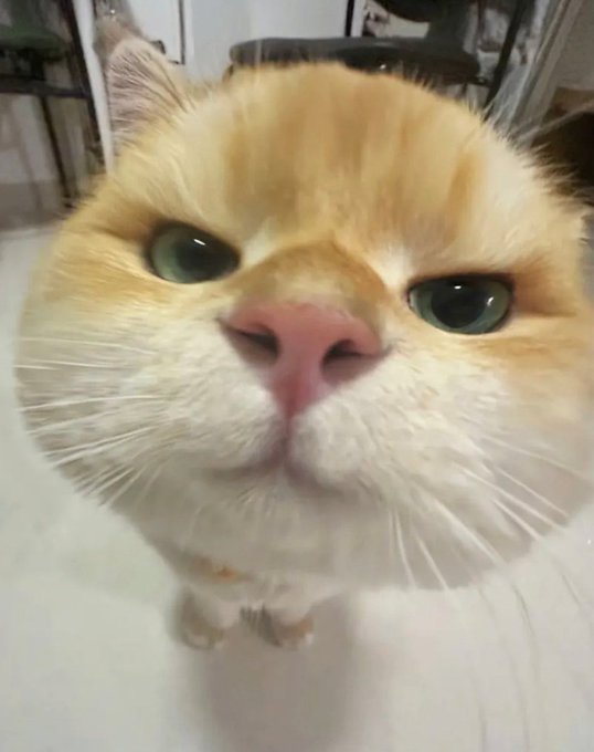 Bₒₙbₒₙ 𓆩♡𓆪 tweet media