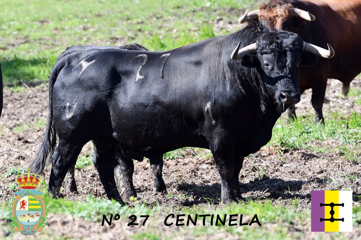 IakiEtxarri2's tweet photo. Los toros de #Cuadri que se van conociendo para la corrida benéfica de @Villasecatoros del sábado 21 de marzo son unos tíos y un canto a la integridad del toro. Si el hierro onubense manda estos pedazo de toros a Villaseca, no quiero ni pensar lo que echará el 22 en Madrid. https://t.co/BwQqTXt6hf