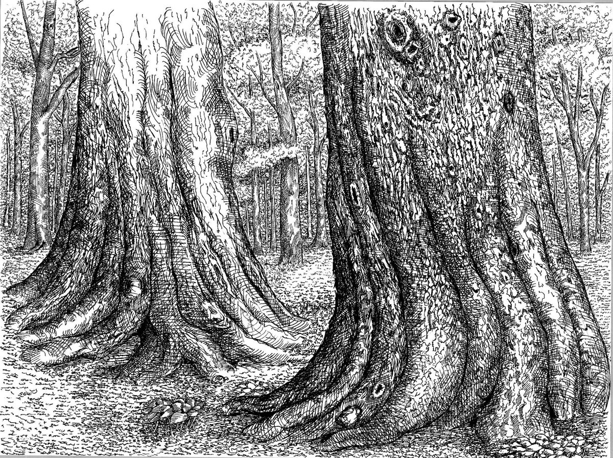 Vernissage demain soir le 5 mars à la Galerie L'ESPACE (4844 Boul. St-Laurent ) dès 17h30 : dessins d'arbres remarquables de Montréal de Charles L'Heureux et fusains de Tzveta Tocheva .