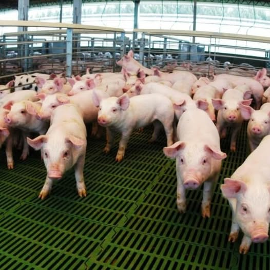 InfoCarneColon's tweet photo. 🐷💰 El cerdo se alimenta de financiamiento: casi $14.000 millones en créditos a valor capón
https://t.co/rEyIpPAzPx
#ProducciónPorcina #SectorPorcino #Agroindustria #FinanciamientoProductivo #BICE #SAGyP #EconomíaRegional https://t.co/s93prGygxH