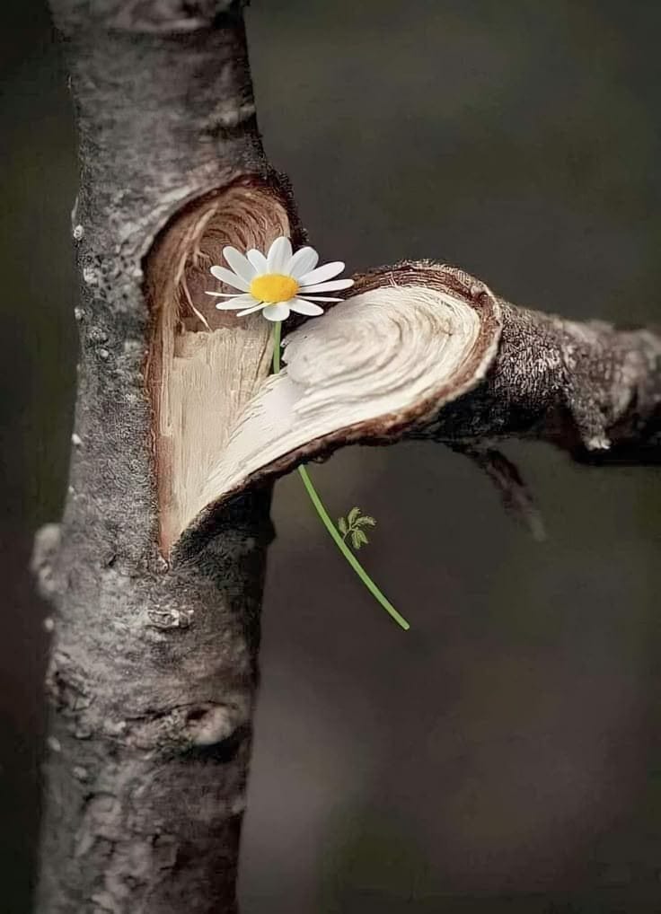 Kuglfisch (alles nur Satire!) tweet media