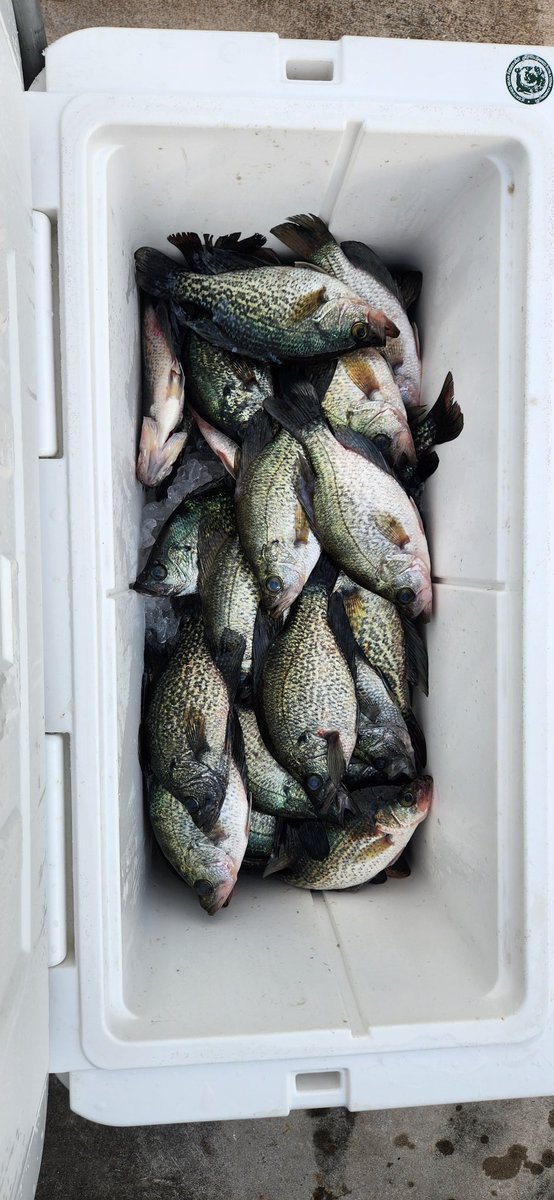 RealFishTales's tweet photo. It's been a good crappie season,  hopefully you got to get out and catch a few good ones. https://t.co/paFP7bk5Kd