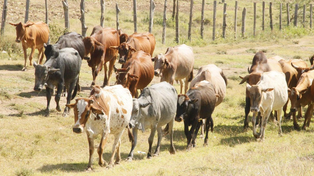 NaturePeak's tweet photo. Vaccinations save lives 🐾🐄 
Is your pet/animals vaccination up to date?
Prevention is always better and cheaper than treatment.

Contact Imperial Veterinary Care today to book an appointment for your pet/animal vaccination.
Call/WhatsApp: 08069030376

#PreventiveCare
#Ibadanvet https://t.co/jBMEHSgVM7