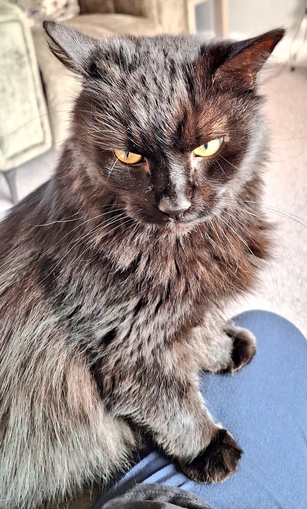 coombes_angie's tweet image. I've been looking after these beauties 😍 last couple of days #petsitting #cats #chickens 
Both Archie &amp;amp; Pixel doing a #WhiskersWednesday too!