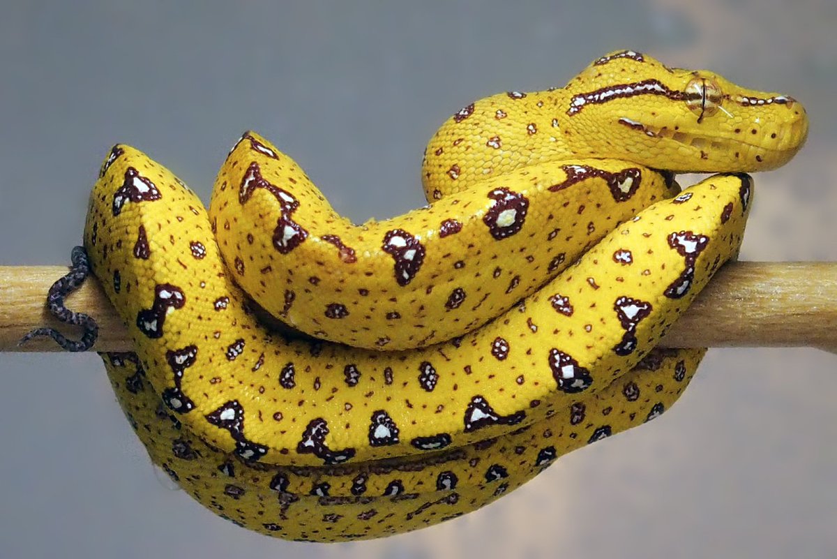 Olympian_Snakes's tweet photo. 🐍🍌

#MoreliaViridis #グリーンパイソン #ビアク #GreenTreePython https://t.co/fuxRO91Mqm