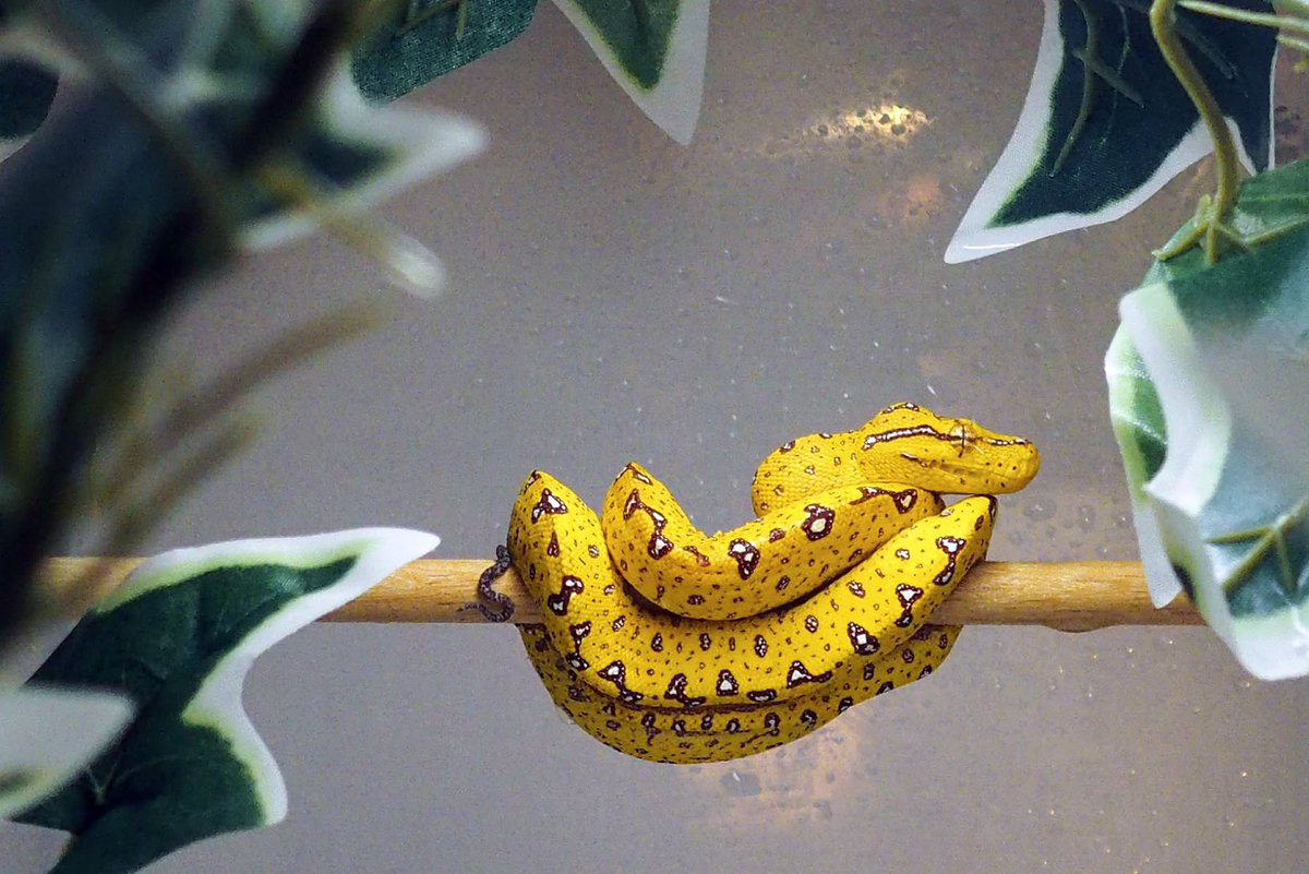 Olympian_Snakes's tweet photo. 🐍🍌

#MoreliaViridis #グリーンパイソン #ビアク #GreenTreePython https://t.co/fuxRO91Mqm