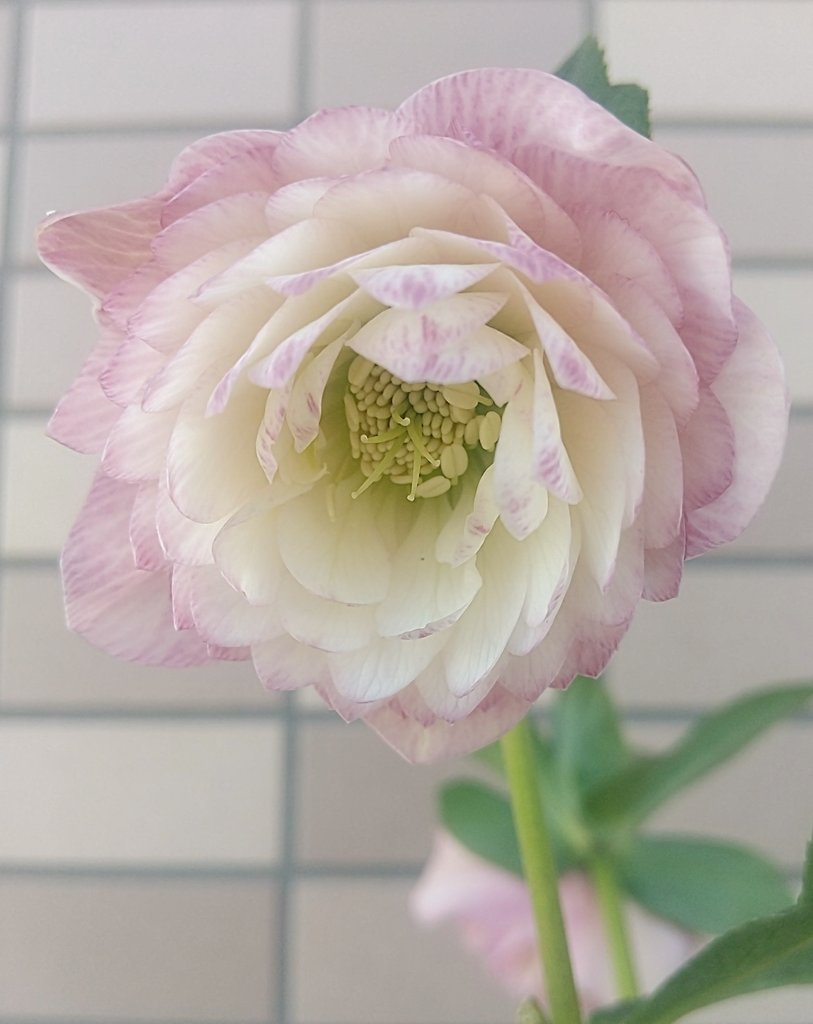 今日のクリスマスローズは横山園芸さんのプリマドレスです