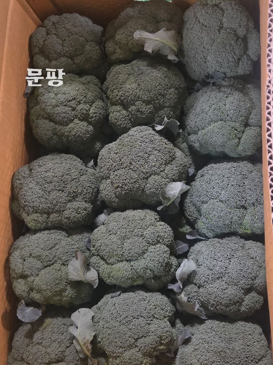 moonpang_m's tweet photo. 오늘 문고리 배송 끝내고
시식원정대 공지까지 올려두고
사진첩 보면서 쉬고 있었는���

오늘 사온 브로콜리 너무 싱싱해서
“부캐같지 않냐?” 하고 까불던
내 모��이 갑자기 떠올라서
혼자 급 민망해짐…🥦 https://t.co/aA8QAiuWR7