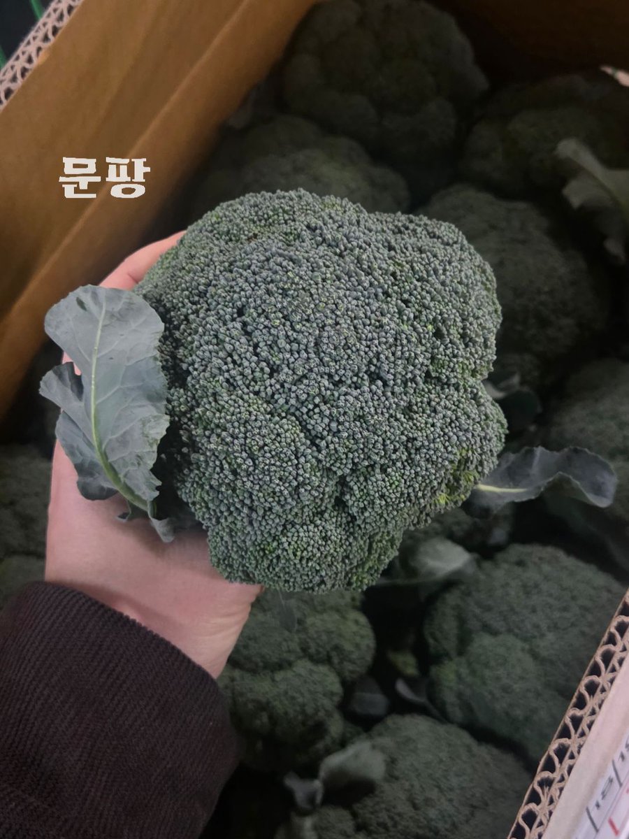 moonpang_m's tweet photo. 오늘 문고리 배송 끝내고
시식원정대 공지까지 올려두고
사진첩 보면서 쉬고 있었는���

오늘 사온 브로콜리 너무 싱싱해서
“부캐같지 않냐?” 하고 까불던
내 모��이 갑자기 떠올라서
혼자 급 민망해짐…🥦 https://t.co/aA8QAiuWR7