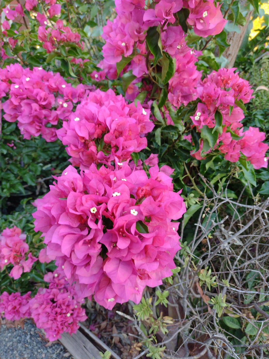 Dienece Darling tweet media