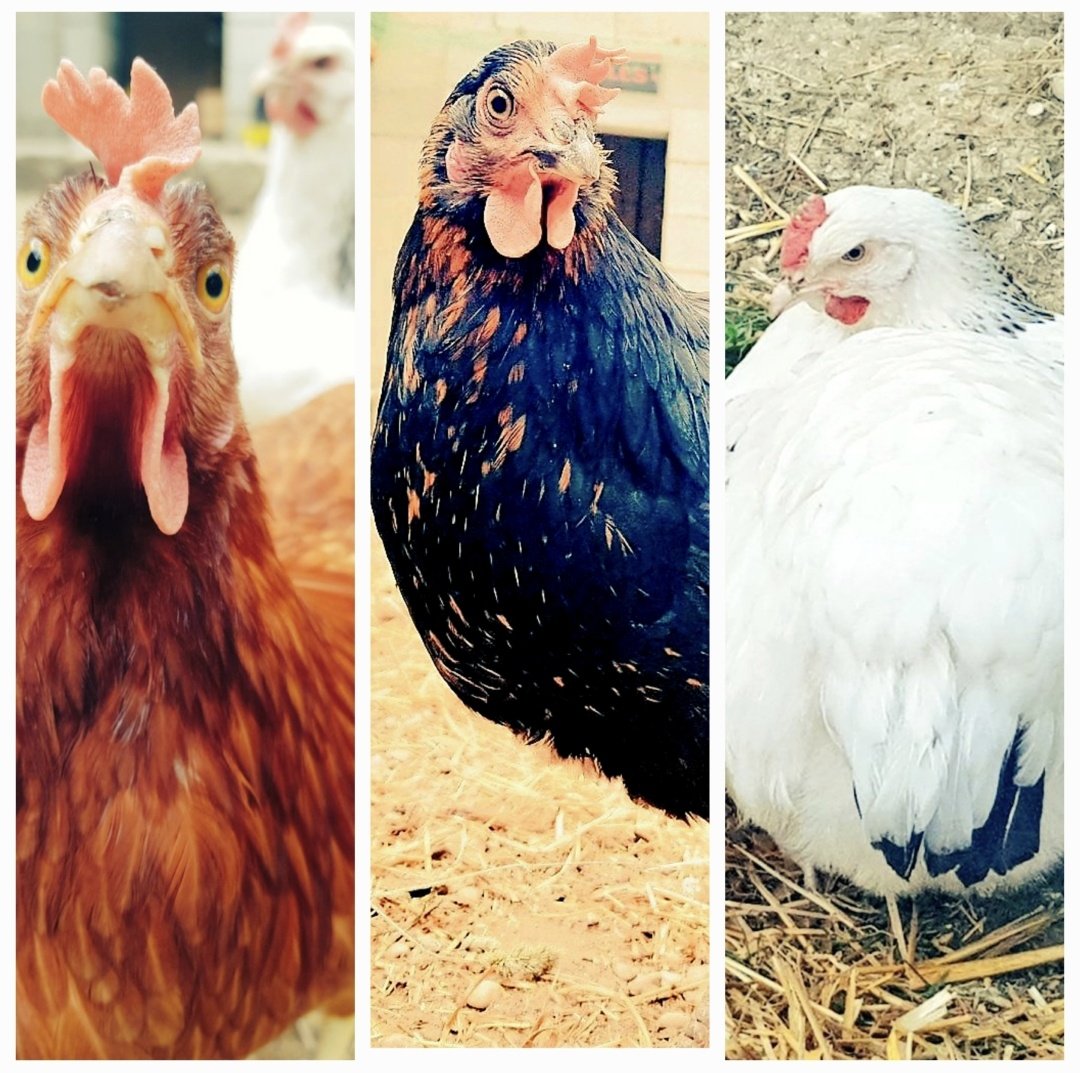 RavenAndCo tweet media