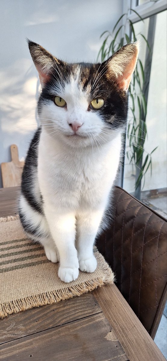 coombes_angie's tweet image. I've been looking after these beauties 😍 last couple of days #petsitting #cats #chickens 
Both Archie &amp;amp; Pixel doing a #WhiskersWednesday too!