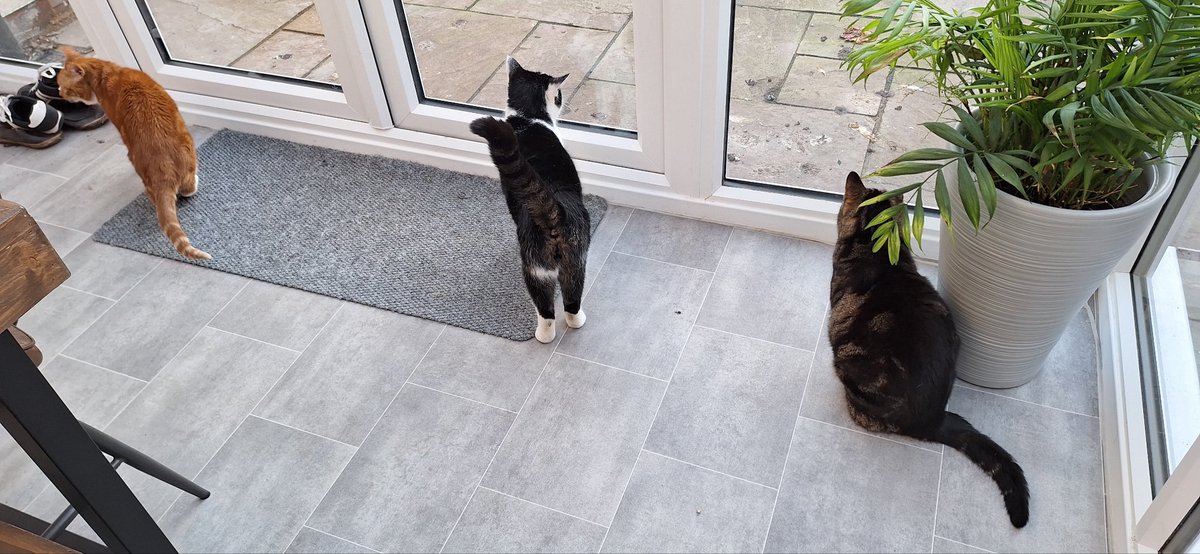 coombes_angie's tweet image. I've been looking after these beauties 😍 last couple of days #petsitting #cats #chickens 
Both Archie &amp;amp; Pixel doing a #WhiskersWednesday too!