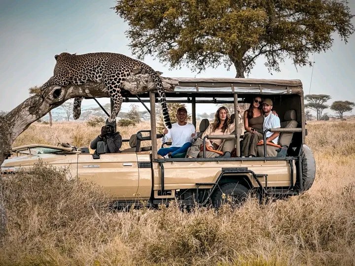 wafoyosafaris's tweet photo. Gamedrives, Horse ride safaris, gorilla trekking, cultural encounters and birding safaris. Which one is your favorite safari experience?

Contact us as we help plan your journey to adventure with the most amazing experiences.
 
📞:+256771337538

#safaris https://t.co/umAcVWUjlO