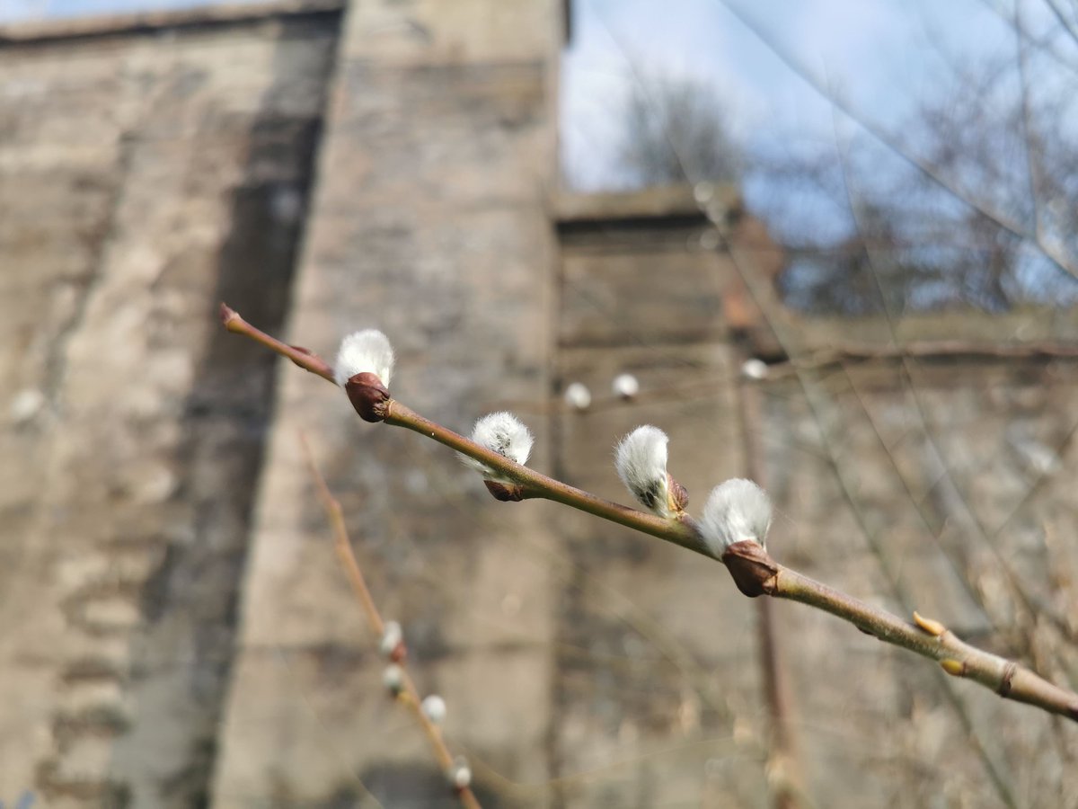 SchorschiDK's tweet photo. Weidenkätzchen melden: Frühling im Anmarsch. Ich melde: Kaffee leer. Euch trotzdem einen schönen Mittwochnachmittag!

~~~

#NorddeutscherOptimismus #KaffeeBitte #FrühlingInSicht #PeinerLandMomente #Mittwochsgrüße https://t.co/vgFB1k1PuF