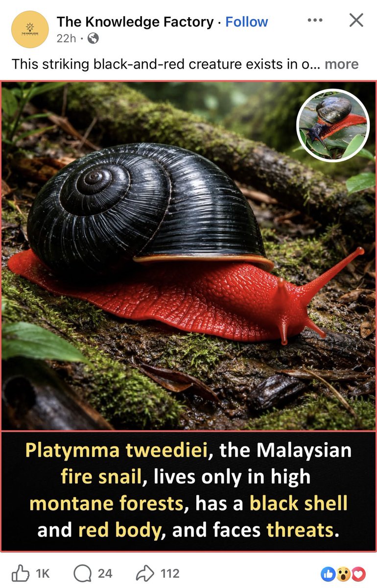 nvolpewild's tweet image. Open Facebook to see nothing but AI wildlife photography. It’s becoming dangerous because now it can accurately re-create images of actual species which are convincing. 
It spells all sort of problems for wildlife, inaccurate behaviours, false occurrences of endangered species..