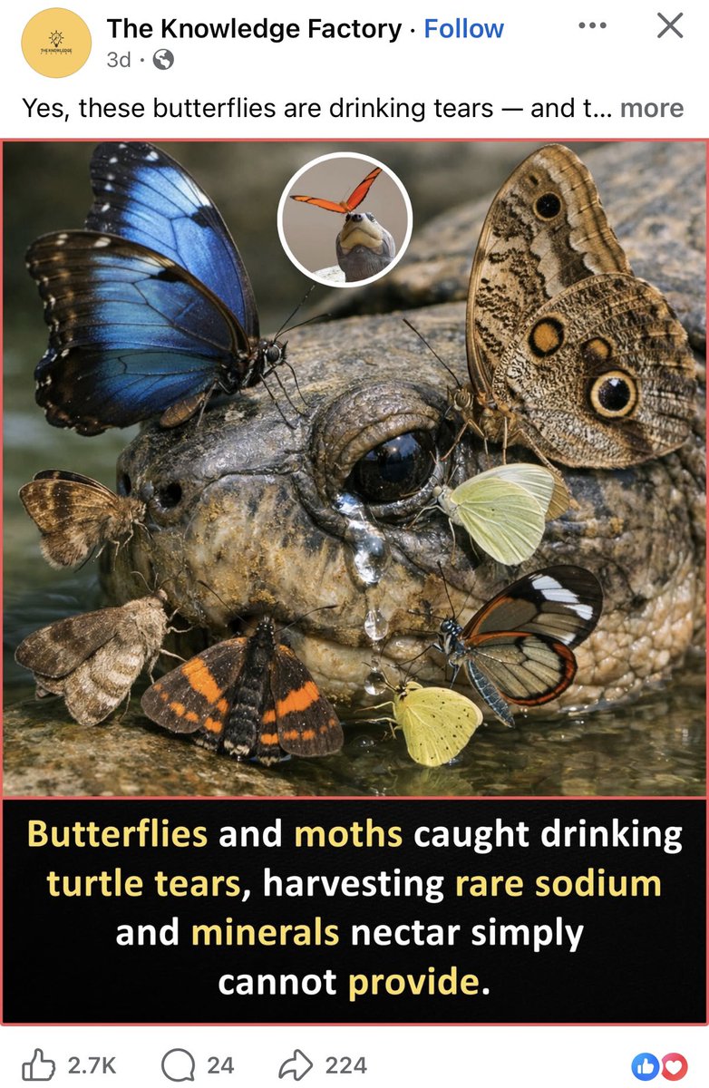 nvolpewild's tweet image. Open Facebook to see nothing but AI wildlife photography. It’s becoming dangerous because now it can accurately re-create images of actual species which are convincing. 
It spells all sort of problems for wildlife, inaccurate behaviours, false occurrences of endangered species..