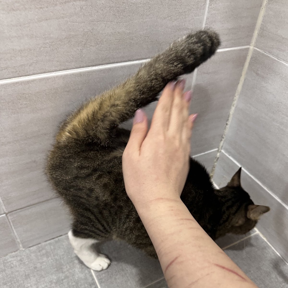 교수님 따까리 tweet media