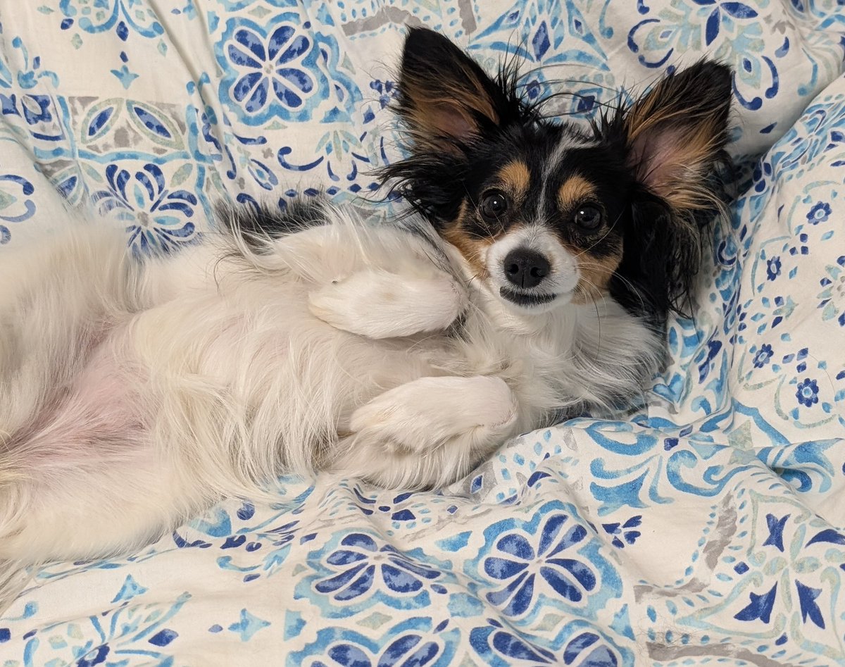 なでられ待ち🥝
#パピヨン