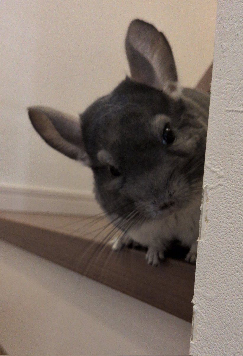 チンチラのふわちゃん (@fuwa_chinchilla) / Posts / X