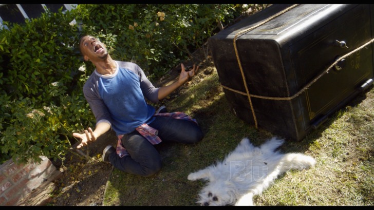 Coco cada que la dueña quiere ir a un concierto