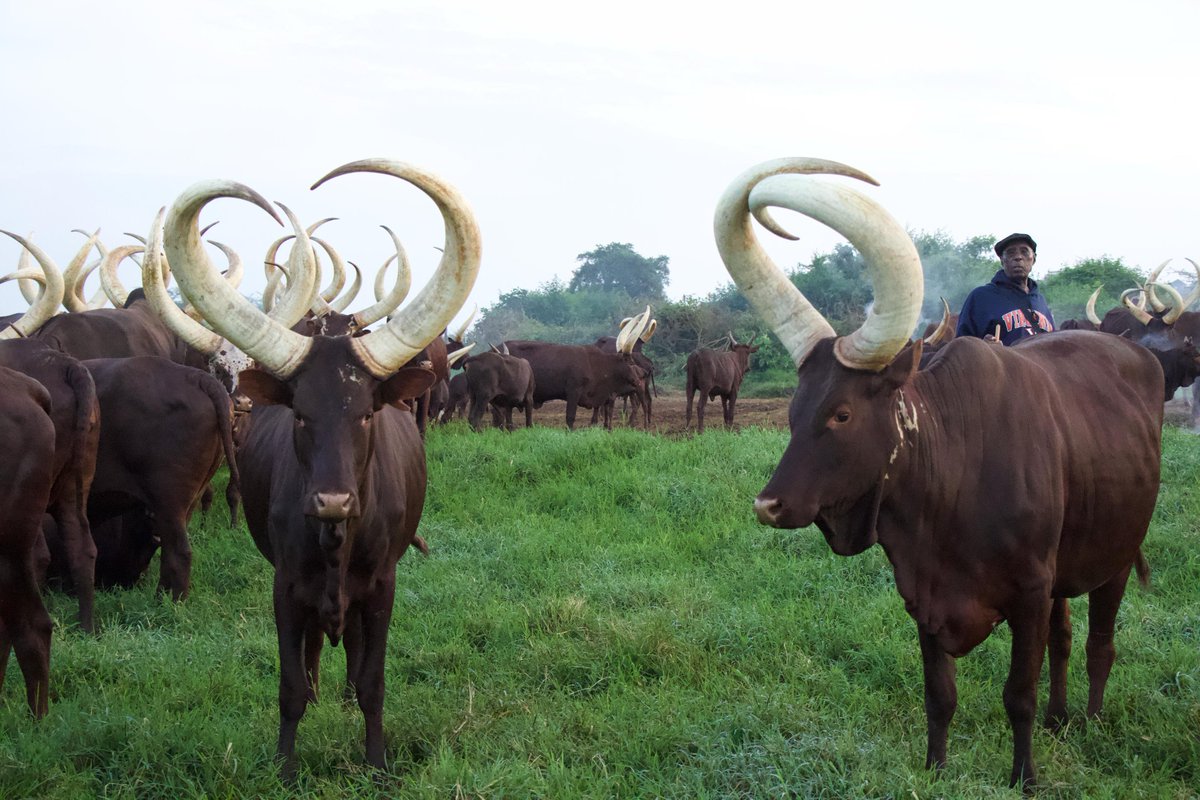 ankole_destin's tweet photo. The New African heritage Safari experience!
#AnkoleCattle
#Uganda https://t.co/R1BpJfWSgR