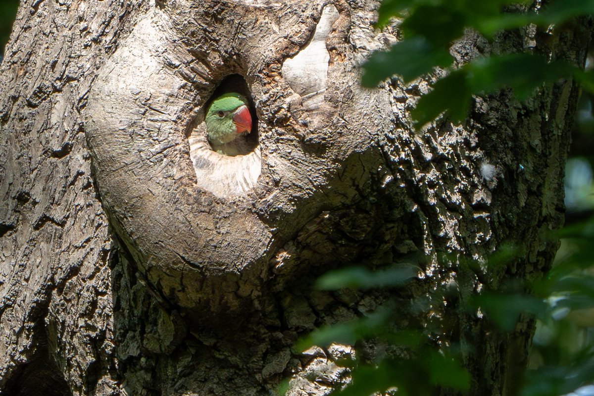 ShefBirdStudyGroup tweet media