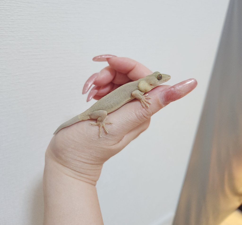 み様🩷MHnowと爬虫類とYoutube tweet media