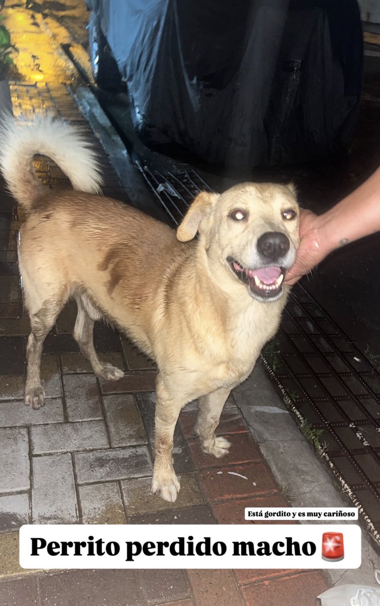 #PERDIDO #MILAGRO
Nombre: #Canelo
Fecha: 02-03-26
Sector: Sur, Quinta Patricia
Sexo: Macho
Raza: Mestizo
Obsv: Perro rescatado
Contacto: 0988796666
¡Ayúdalo a volver con su familia!
#AlertaMePerdí