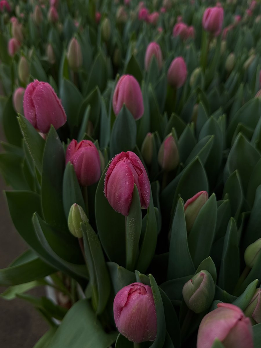 Purely Green tweet media