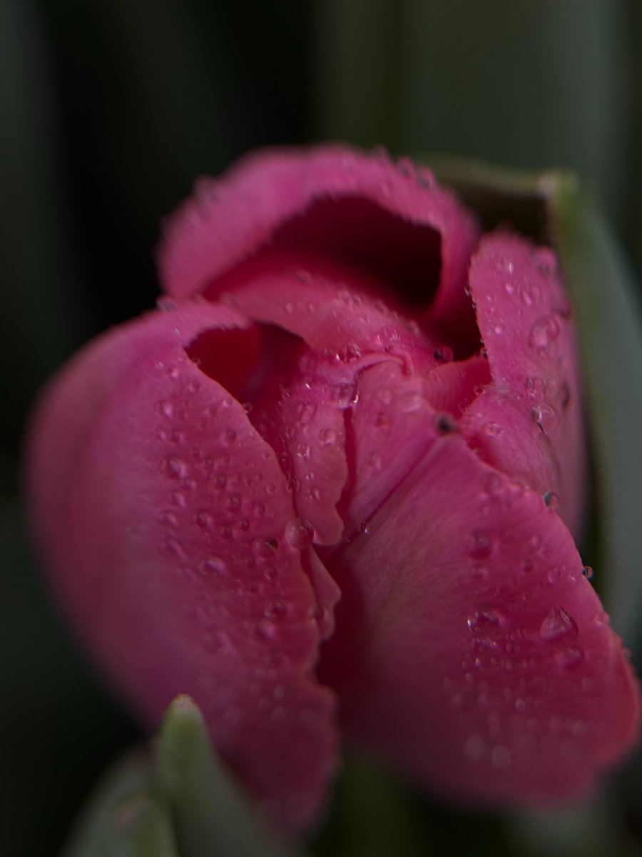 Purely Green tweet media